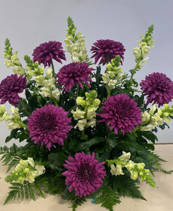 Centro de Dalias Moradas